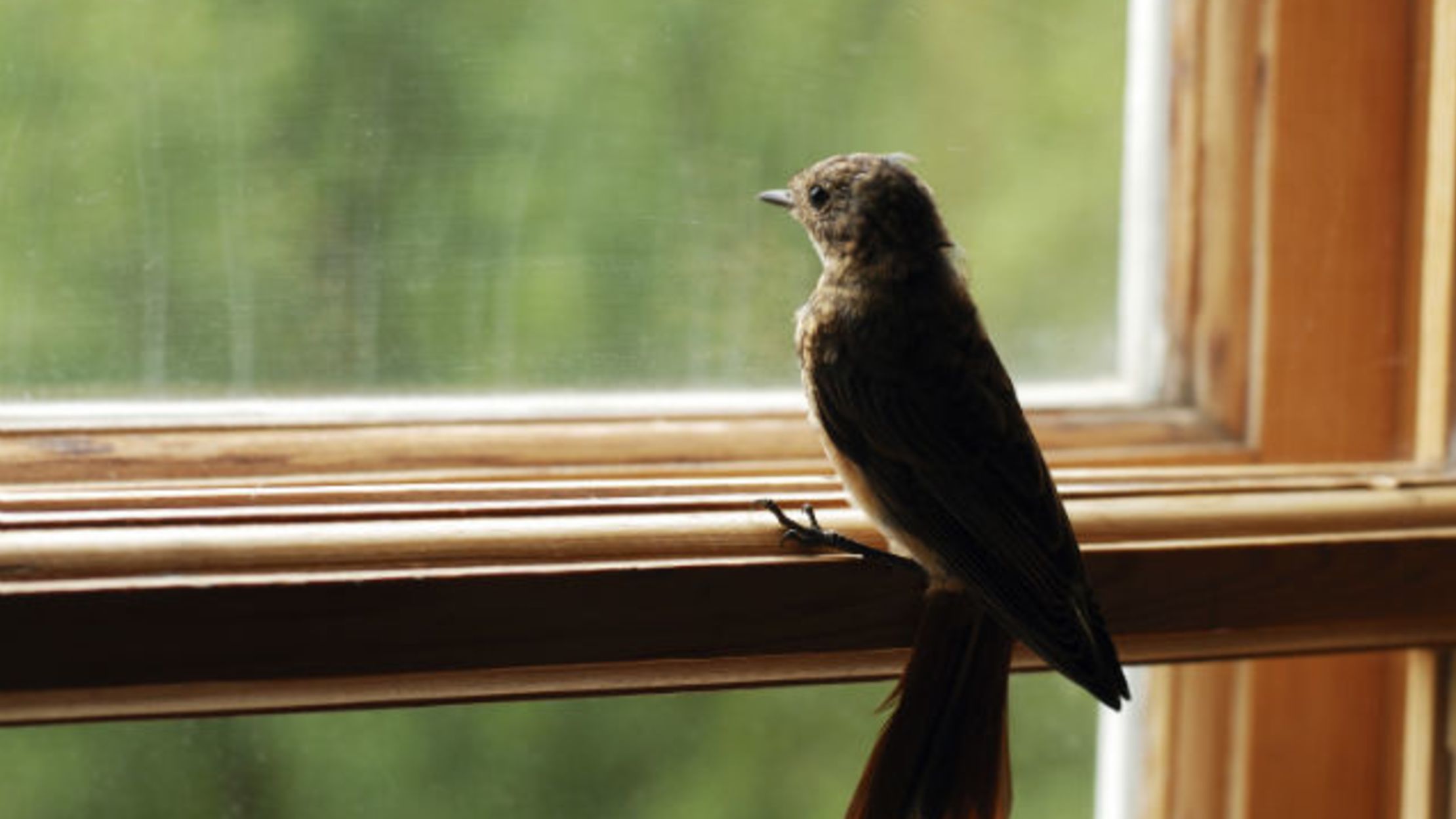 chim bay v&agrave;o nh&agrave;